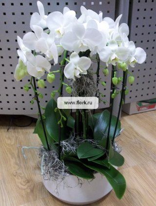 Орхидея Фаленопсис "Фонтан"