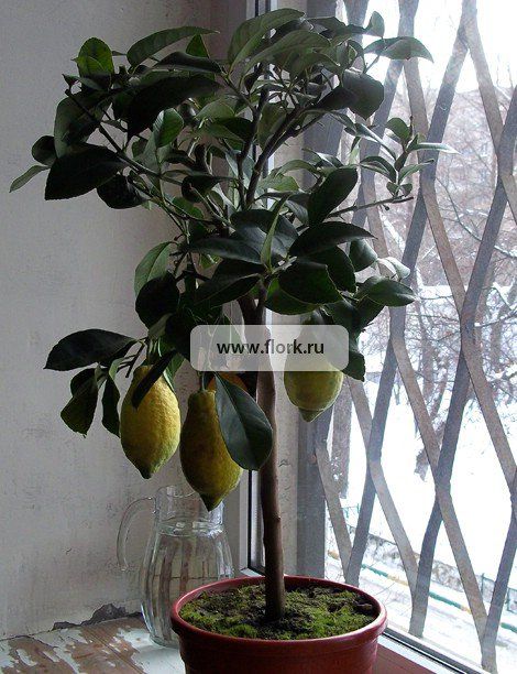 Лимонное дерево (80см)